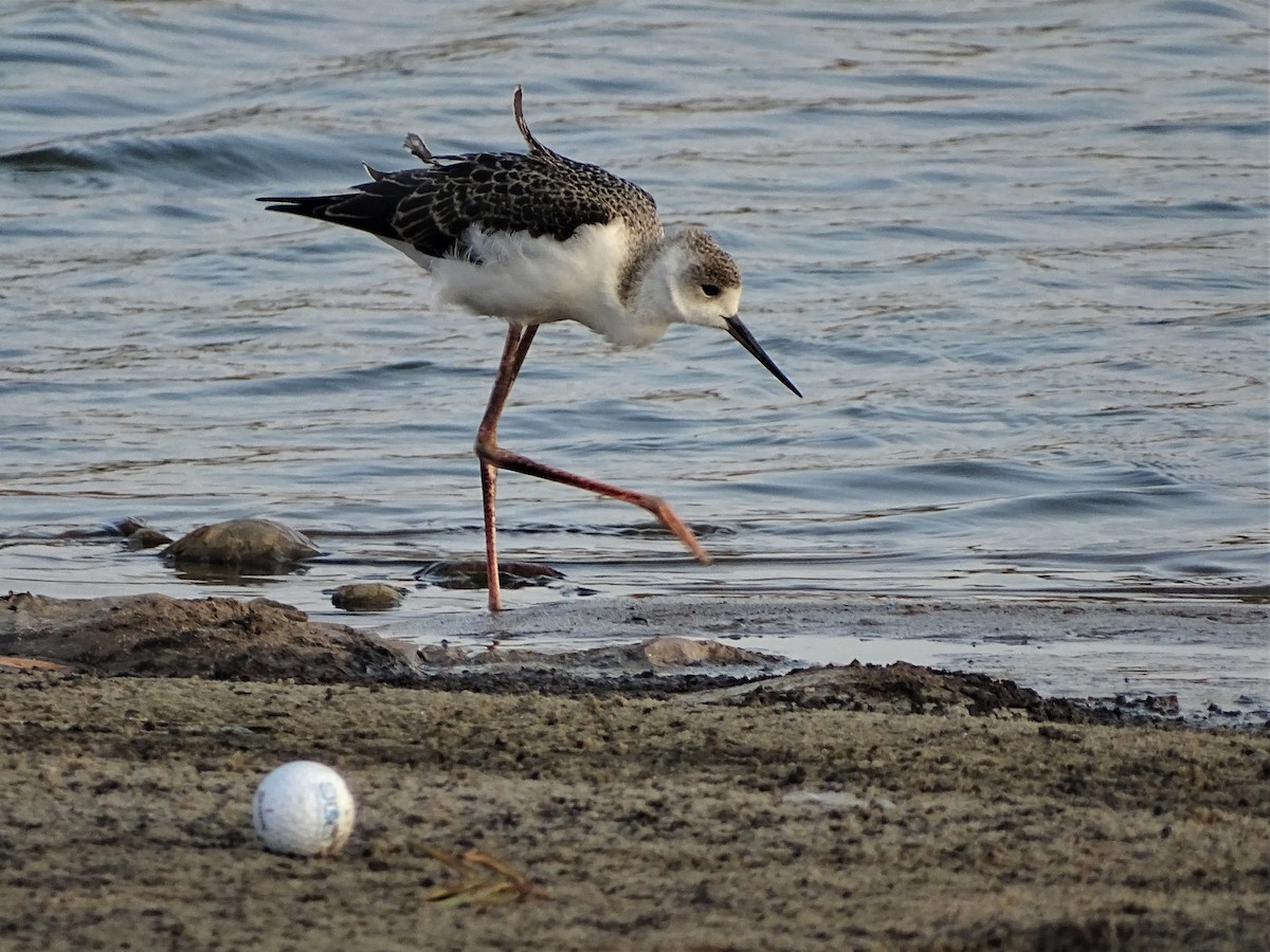 Pied Stilt - ML199200381