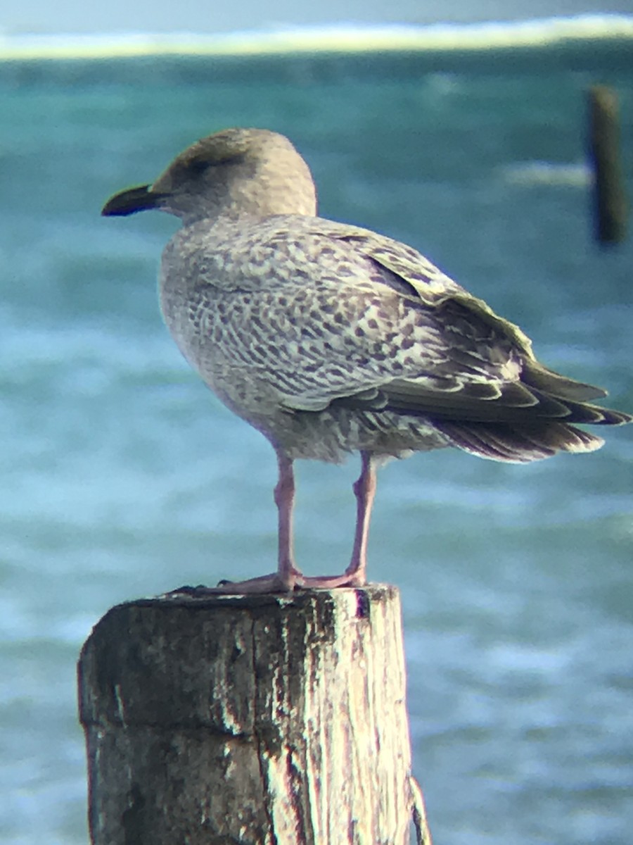 Iceland Gull (Thayer's) - ML199200931