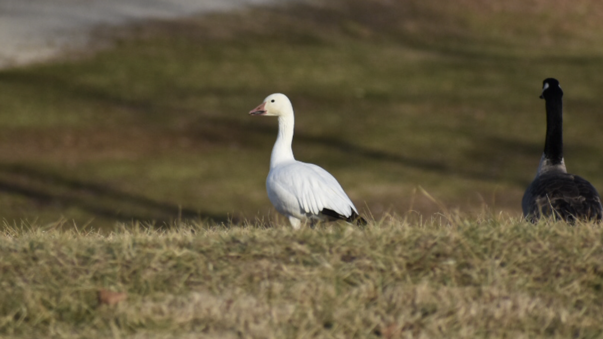 Snow Goose - ML199200991