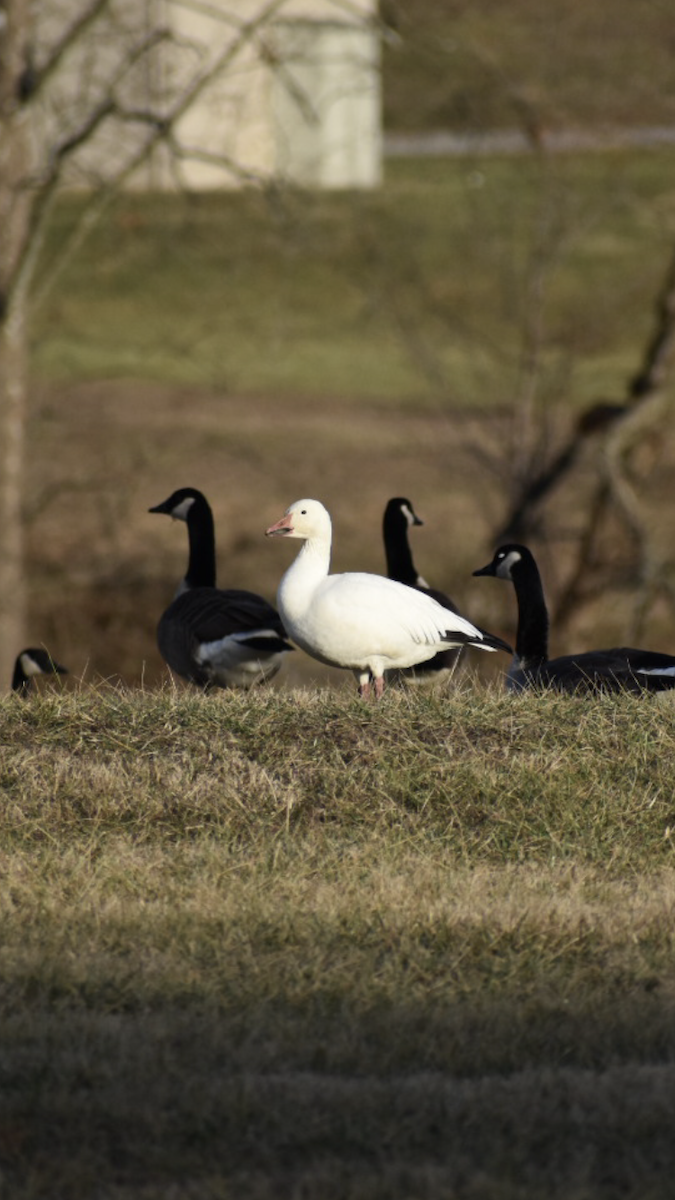 Snow Goose - ML199201001