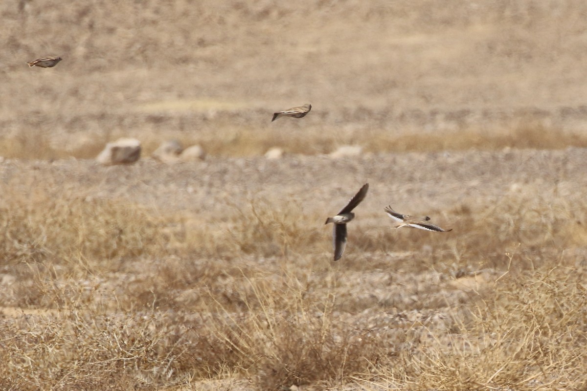 tykknebblerke - ML199203031