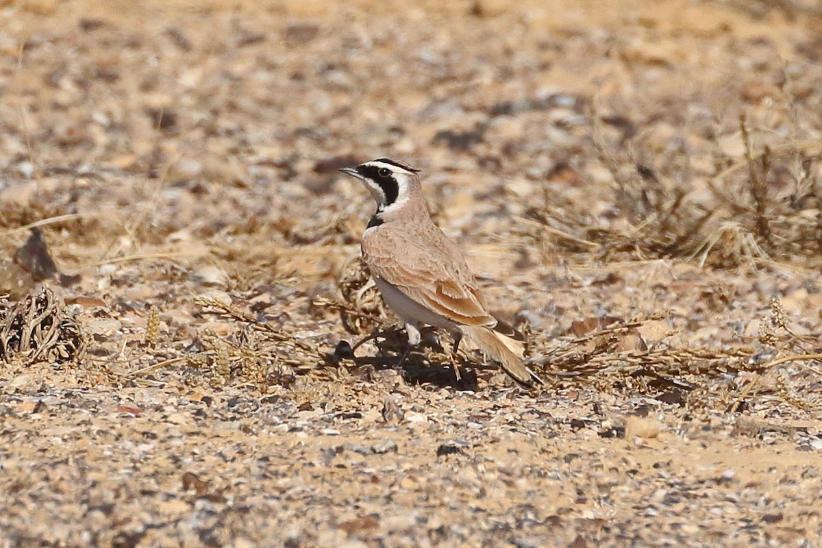 hornlerke - ML199203081