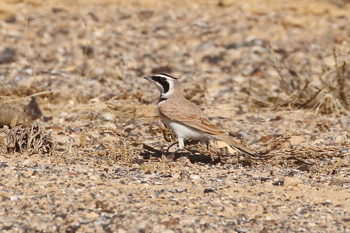 hornlerke - ML199203101