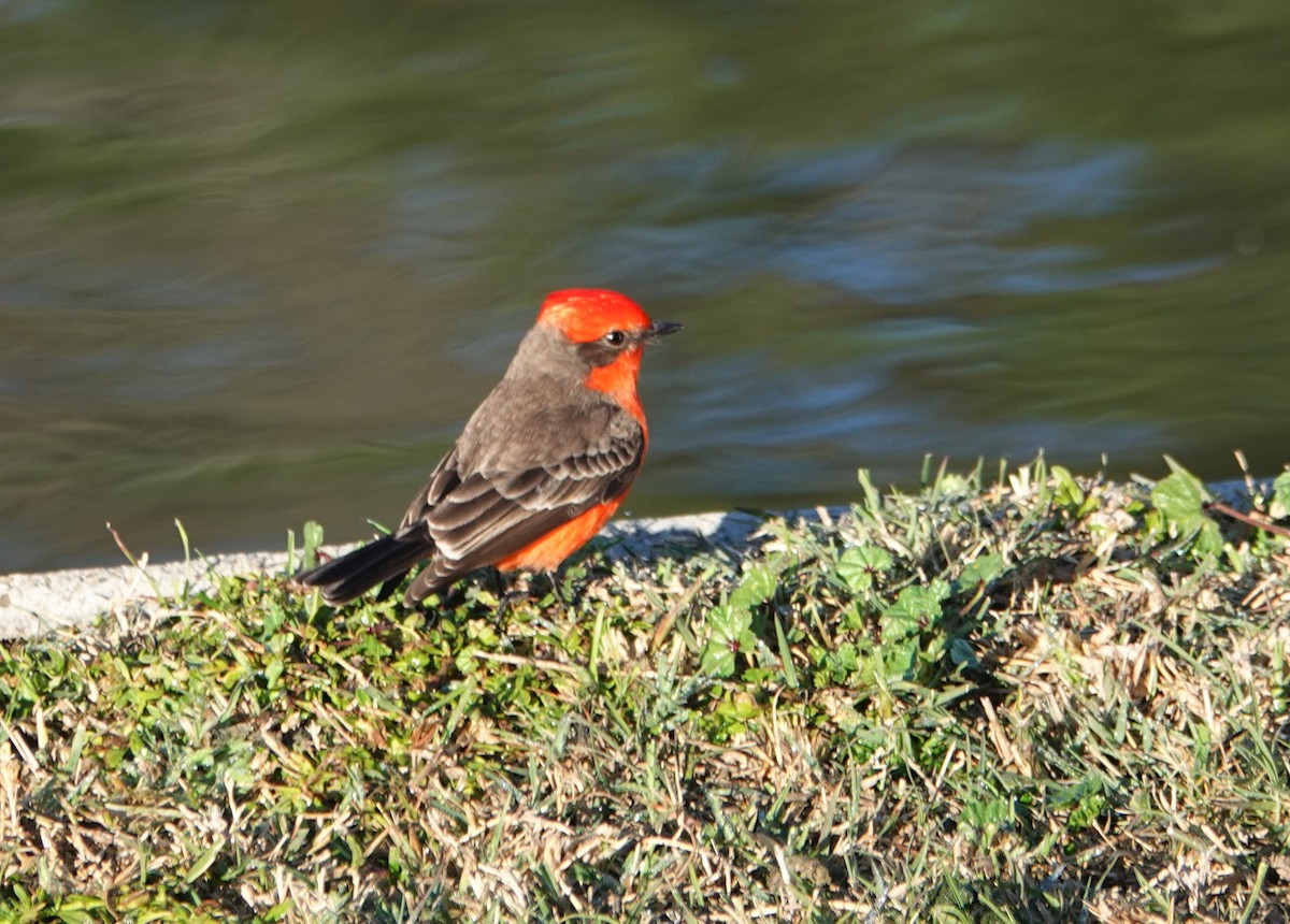 Vermilion Flycatcher - ML199203581