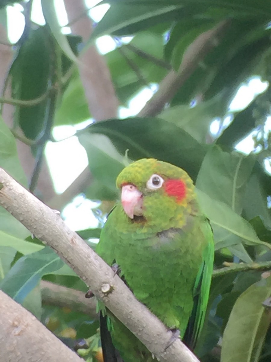 ホオベニインコ - ML199203701