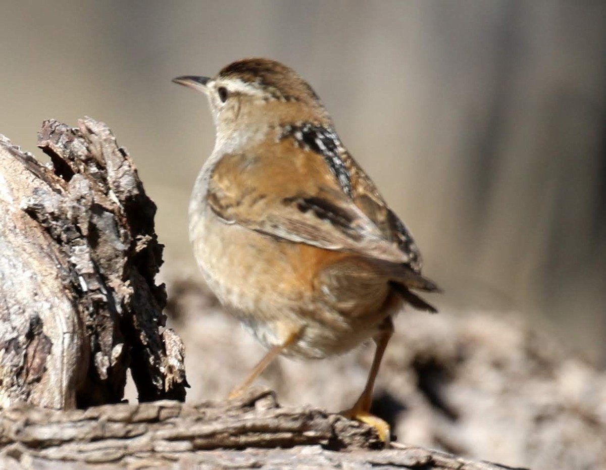 Marsh Wren (plesius Group) - ML199204331