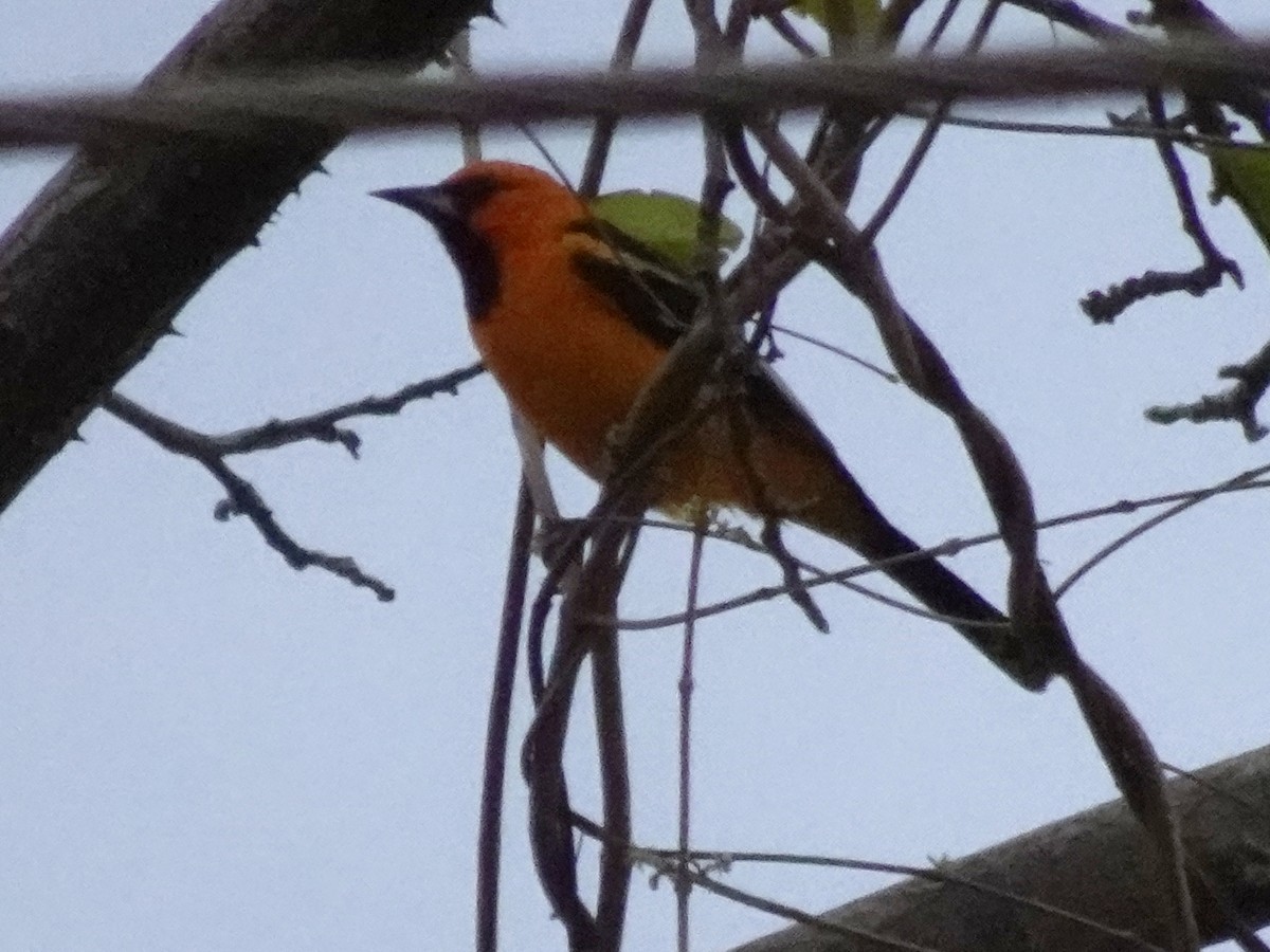 Streak-backed Oriole - ML199205651