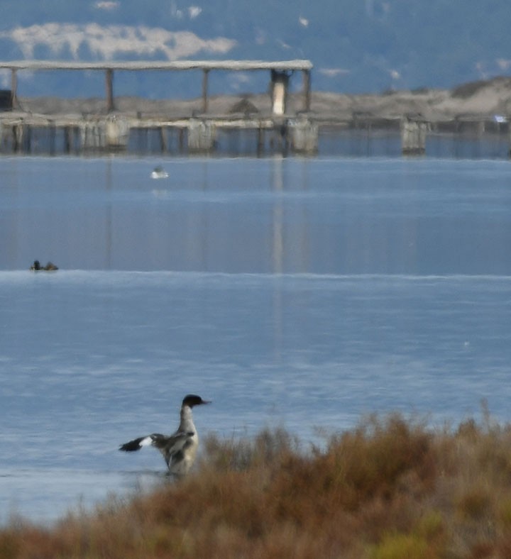 Common Merganser - ML199207601