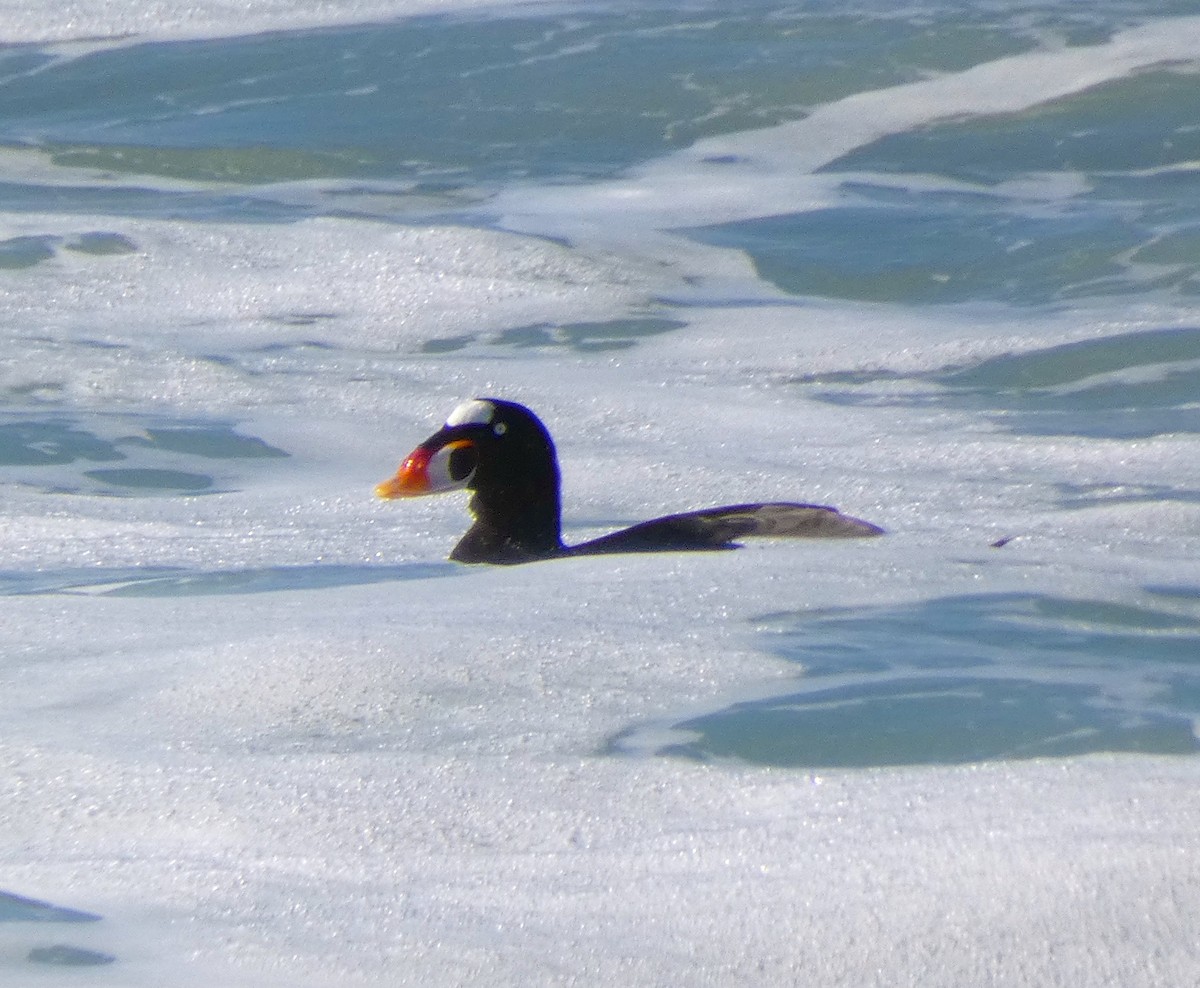 Surf Scoter - Barbara Wise