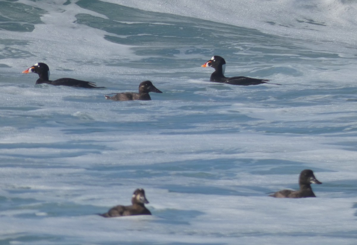 Surf Scoter - Barbara Wise