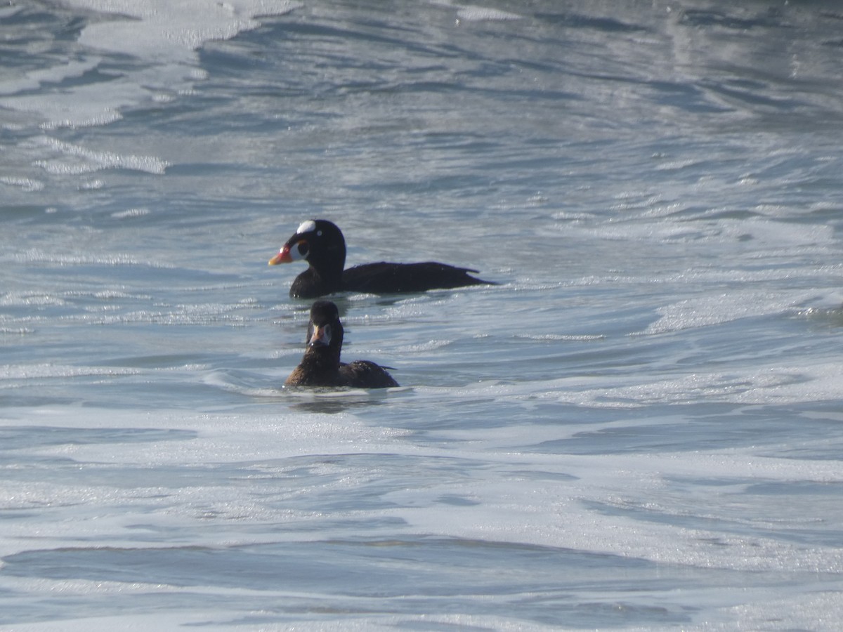 Surf Scoter - Barbara Wise