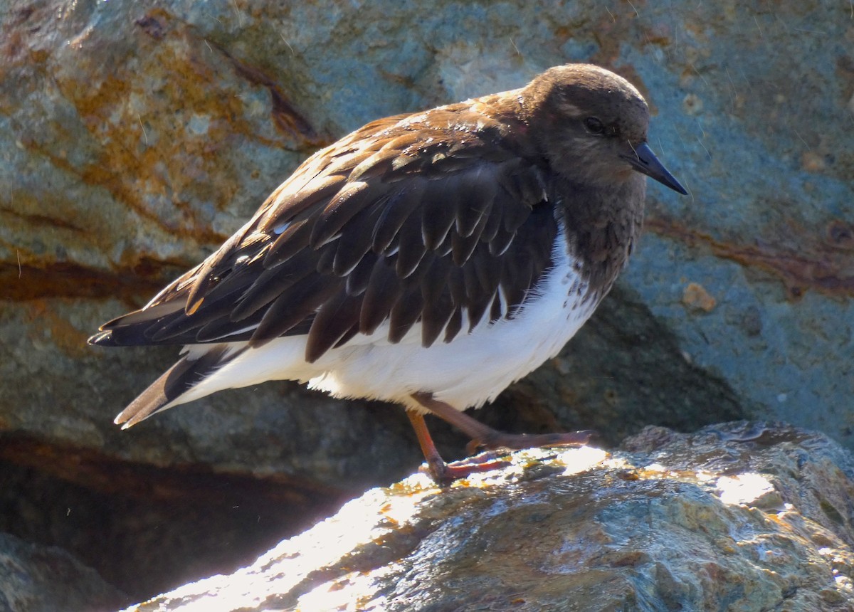 Black Turnstone - ML199208841