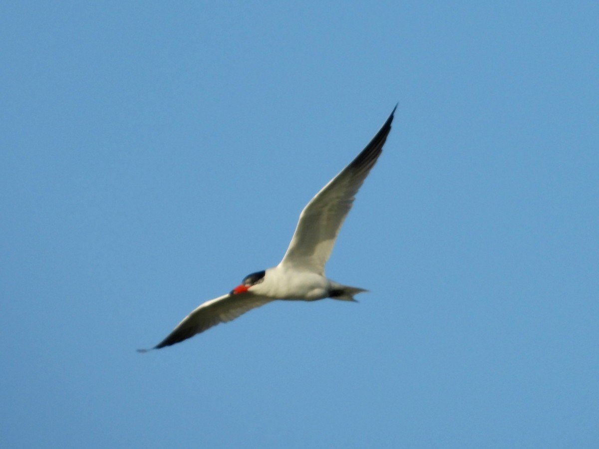 Caspian Tern - ML199208861