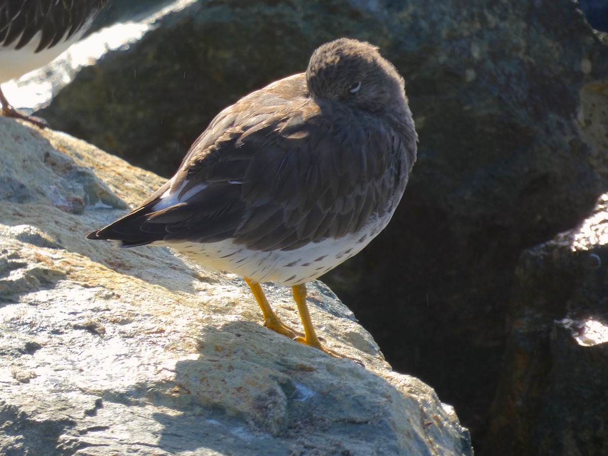 Surfbird - ML199209161