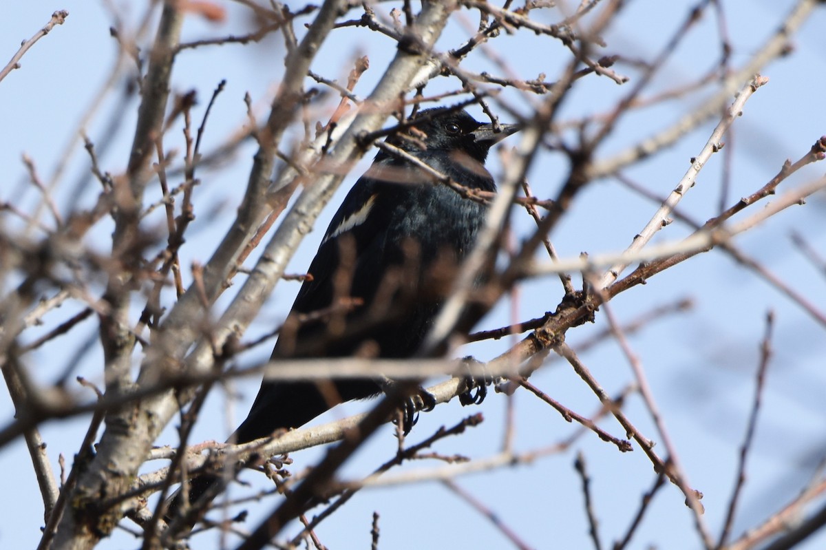 Tricolored Blackbird - George Gibbs