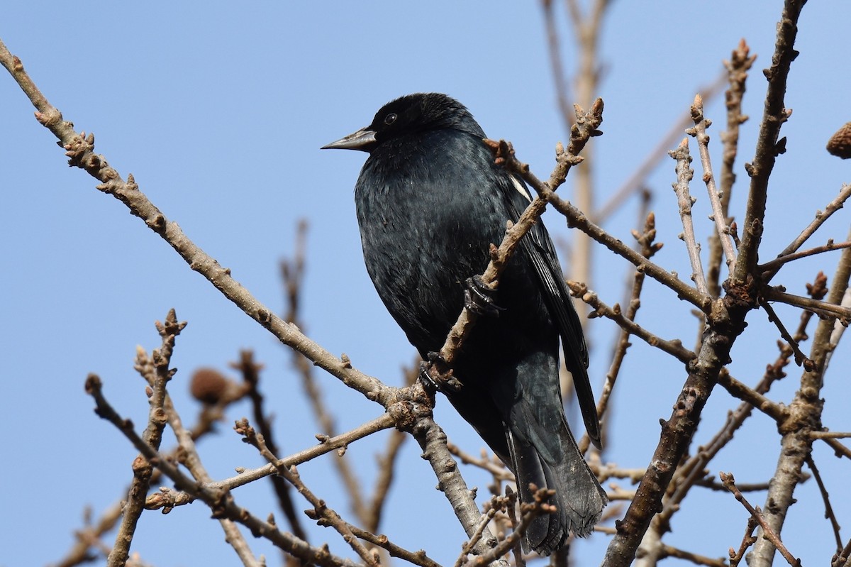 Tricolored Blackbird - ML199209531