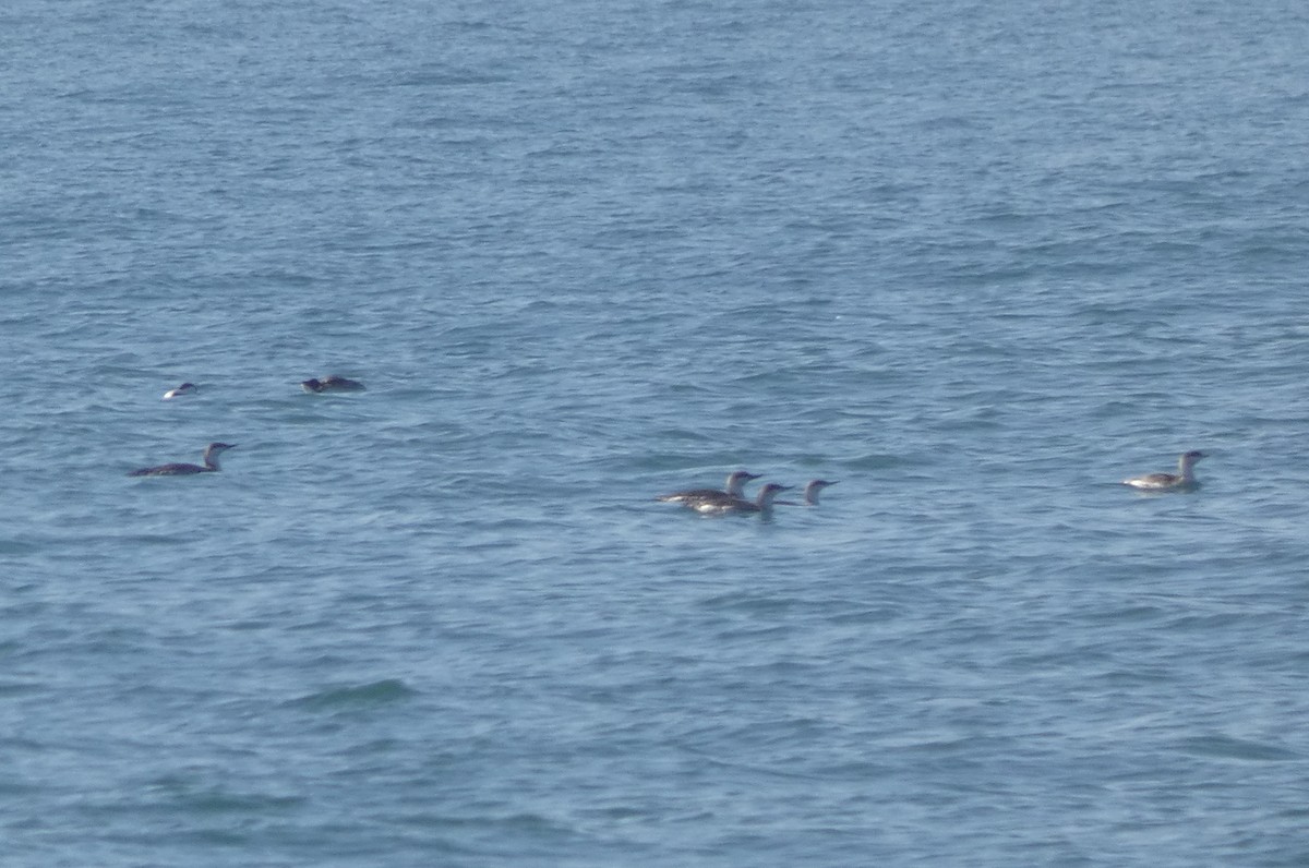 Red-throated Loon - ML199209551