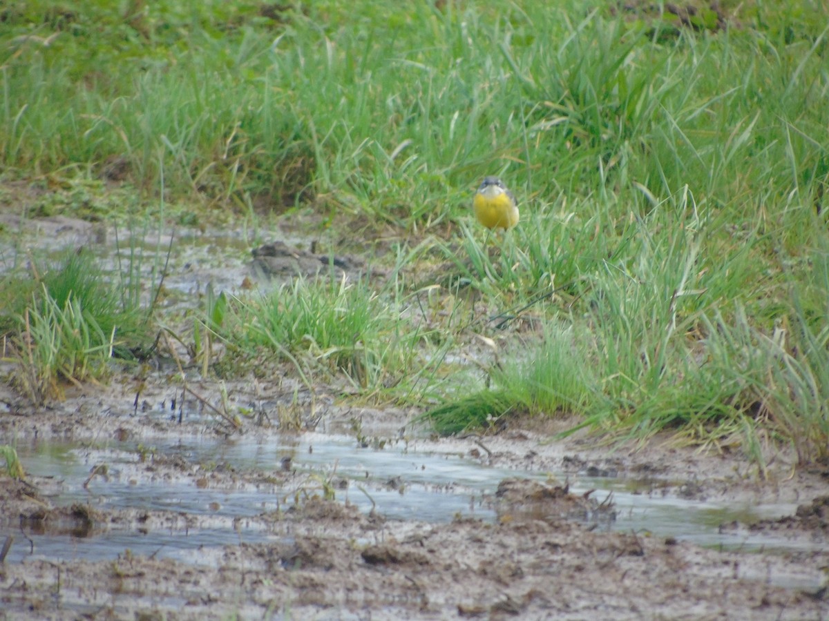Gray Wagtail - ML199211371