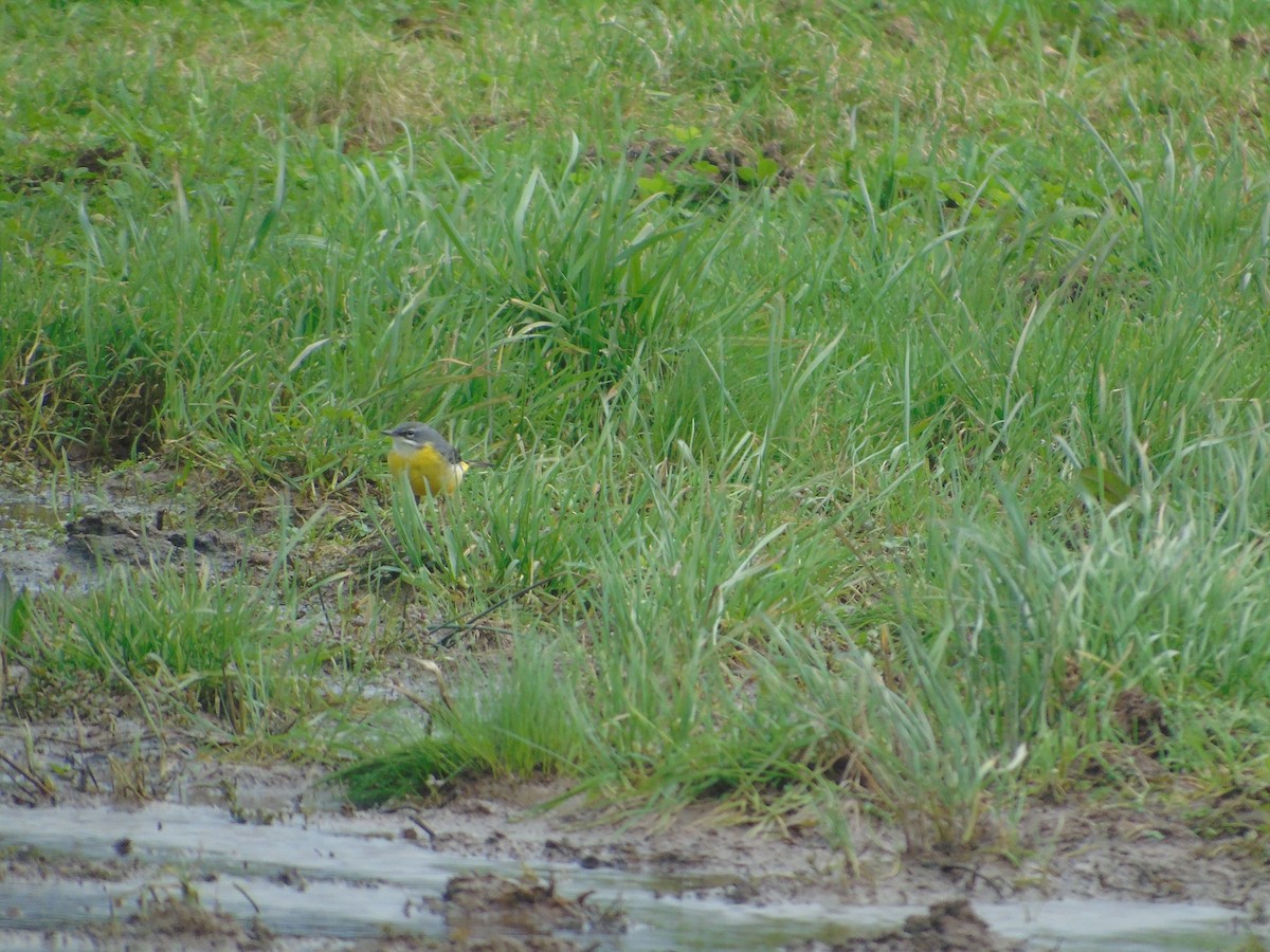 Gray Wagtail - ML199211421