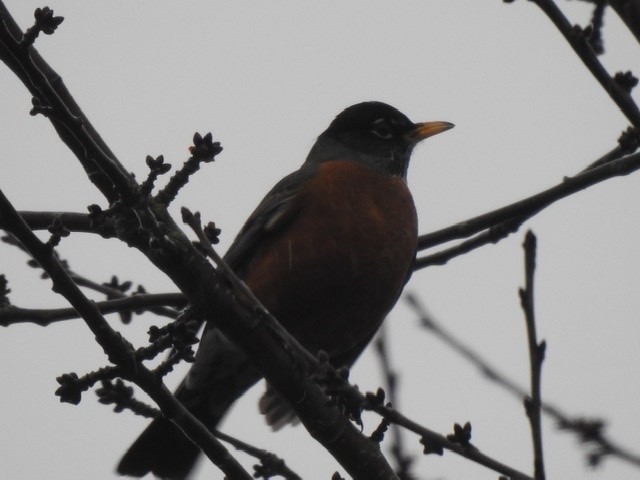 American Robin - ML199211851