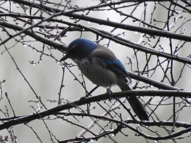 California Scrub-Jay - ML199211991