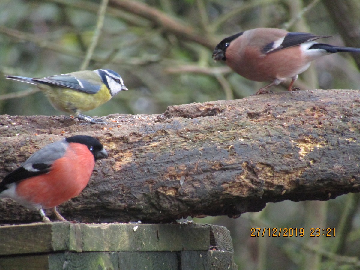 Eurasian Bullfinch - Claire Anderson