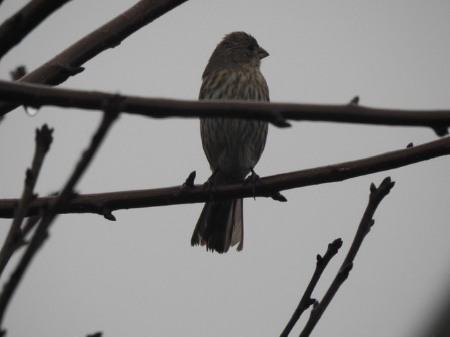 House Finch - ML199212111