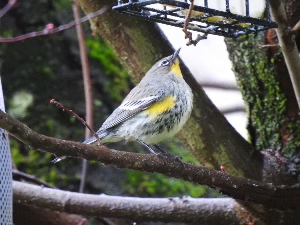 Yellow-rumped Warbler (Audubon's) - ML199212501
