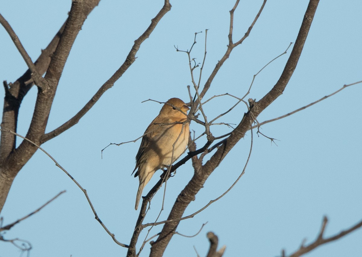 Lazuli Bunting - Rhys Marsh