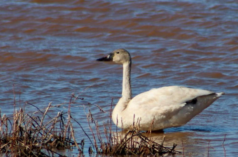 Tundra Swan - ML199215501