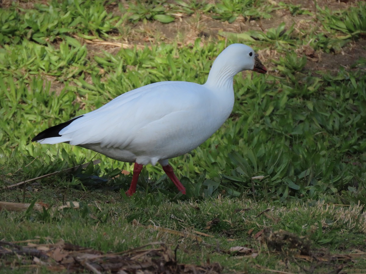 Ross's Goose - ML199215851