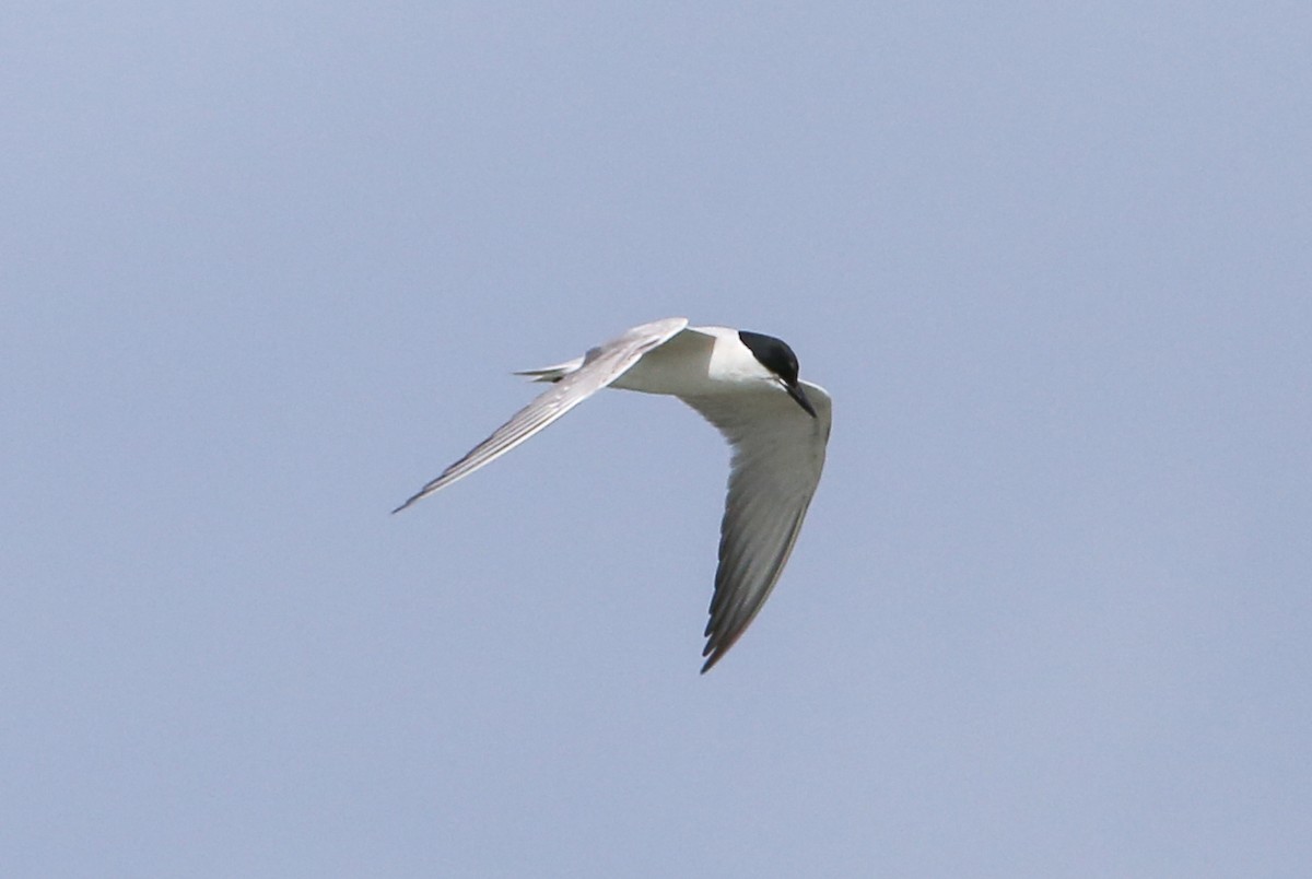 Gull-billed Tern - ML199216241