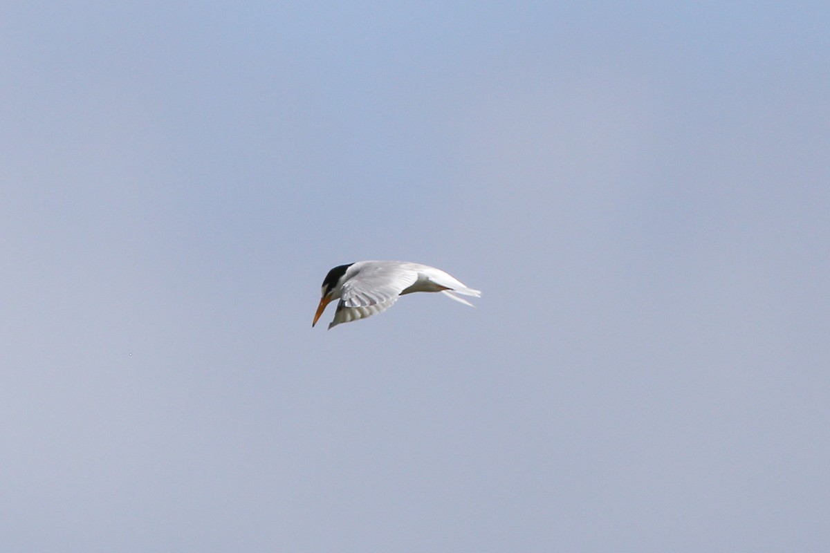 Little Tern - ML199217351