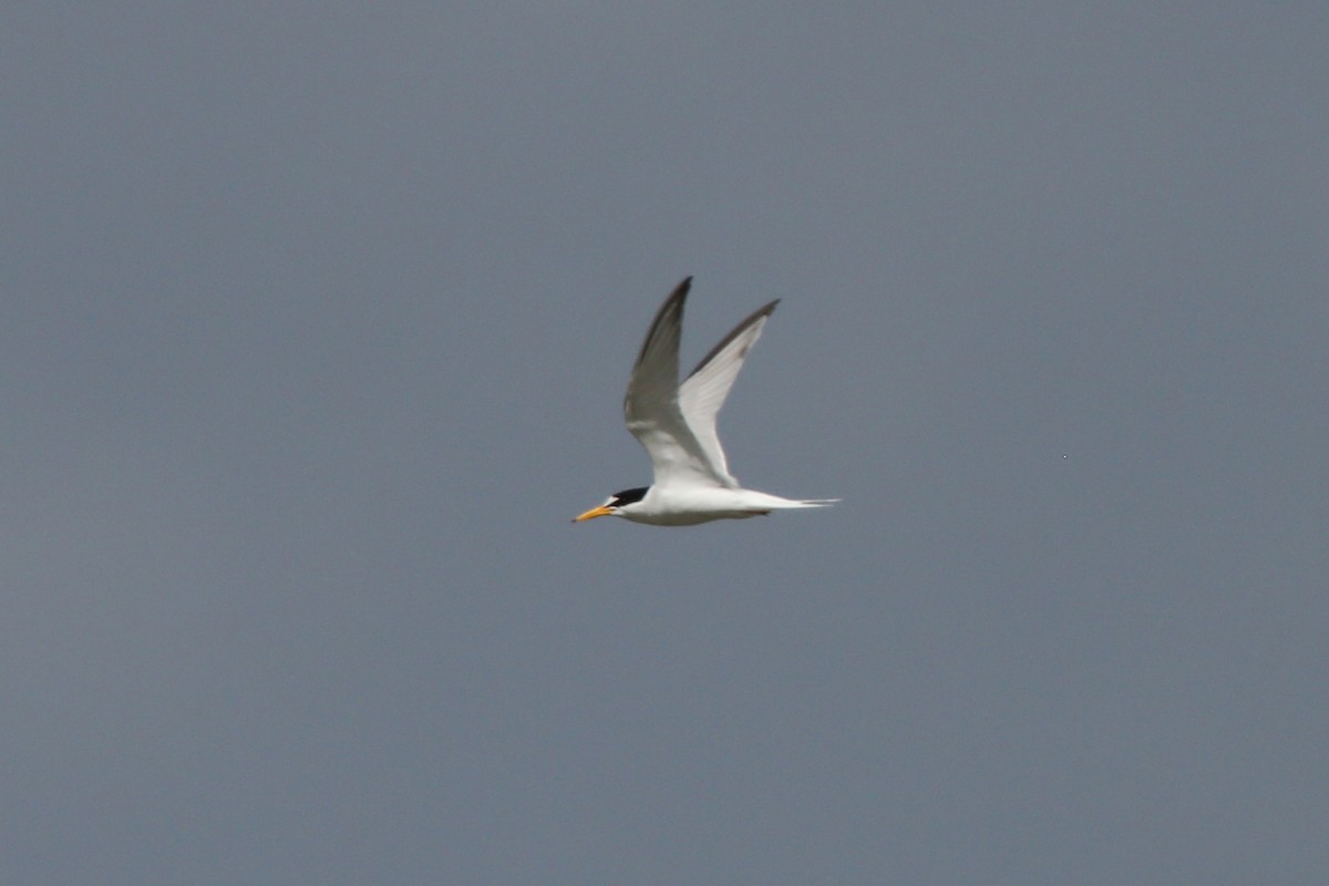 Little Tern - ML199217571