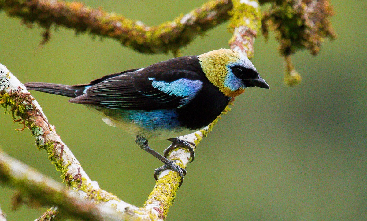 Golden-hooded Tanager - ML199217611