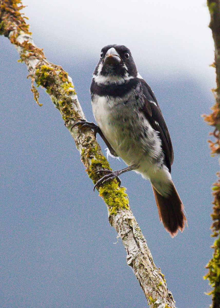 Variable Seedeater - ML199217681