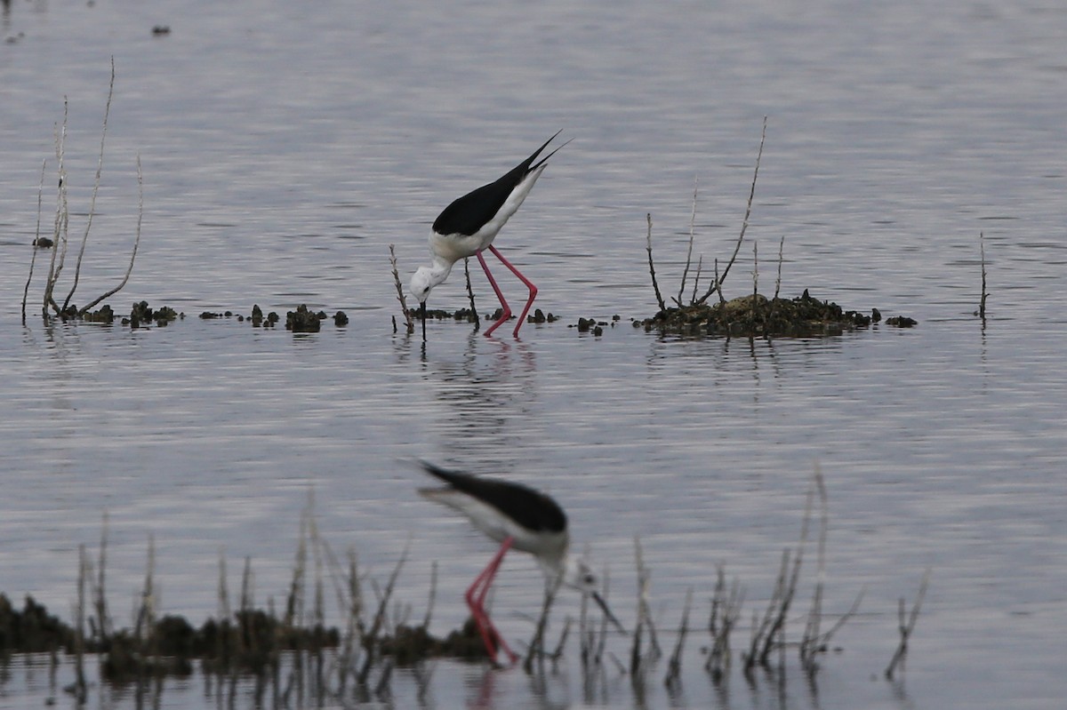 Black-winged Stilt - ML199218851