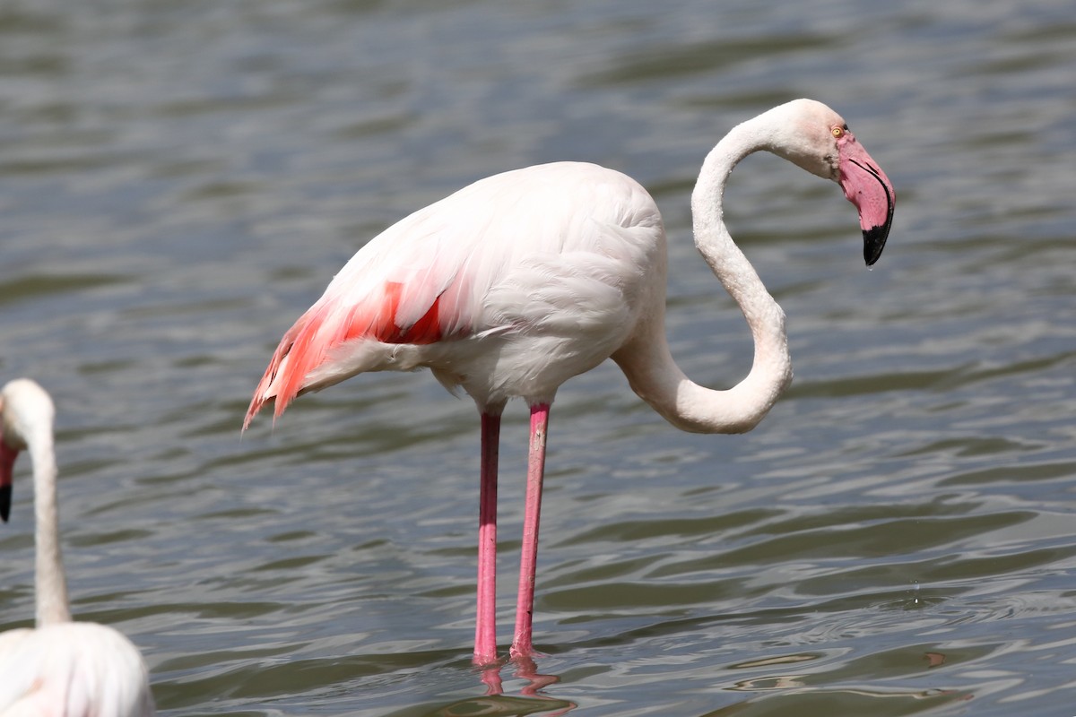 Greater Flamingo - ML199220251