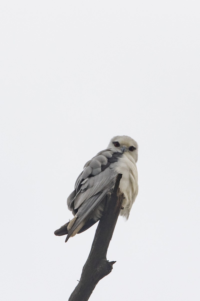 Black-shouldered Kite - ML199220461