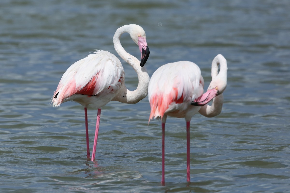 Greater Flamingo - ML199220501