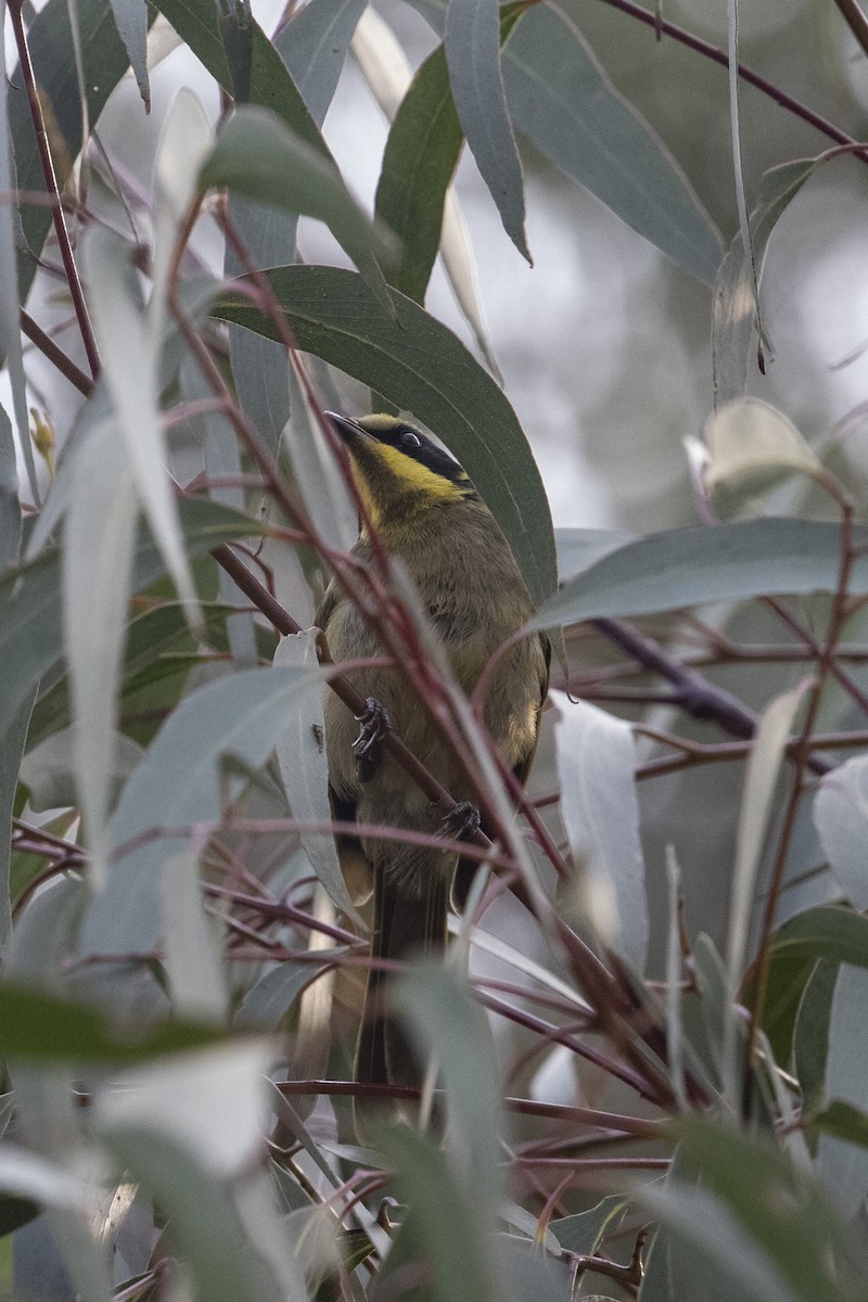 Yellow-tufted Honeyeater - ML199220641