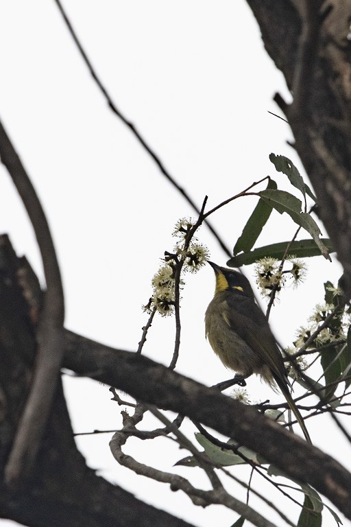 Yellow-tufted Honeyeater - ML199220651