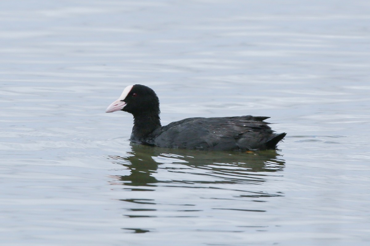 Eurasian Coot - ML199220691