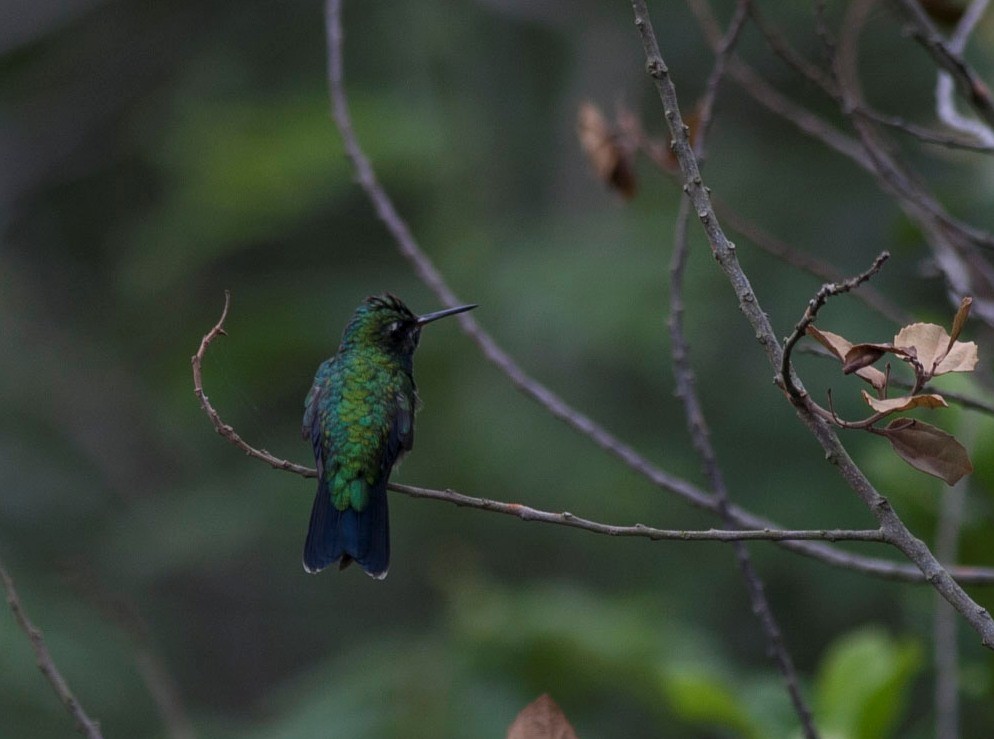 Glittering-bellied Emerald - Gustavo SILVEIRA