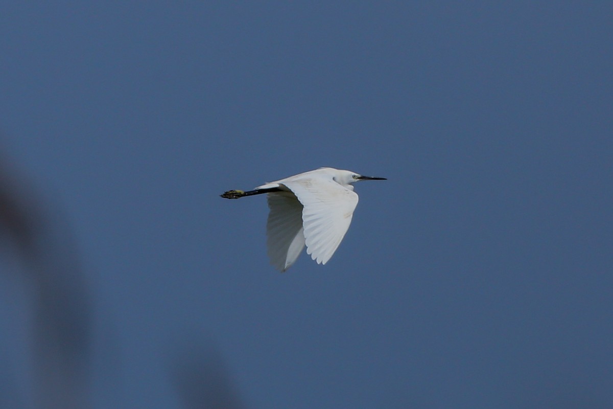 Little Egret - ML199221401