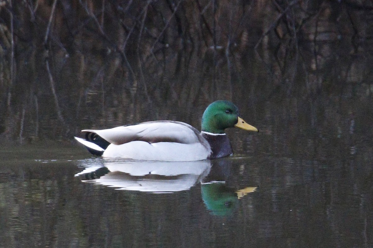 Mallard - ML199224031