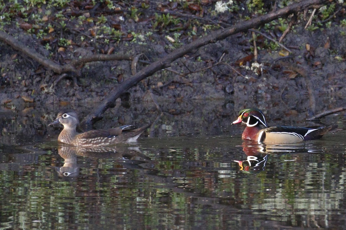 Wood Duck - ML199224121