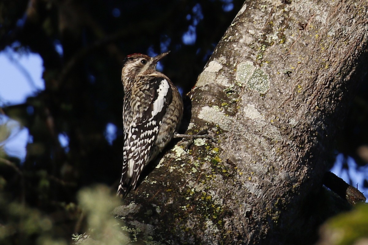 Yellow-bellied Sapsucker - ML199224251