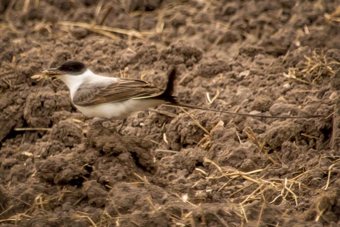 Fork-tailed Flycatcher - ML199225011