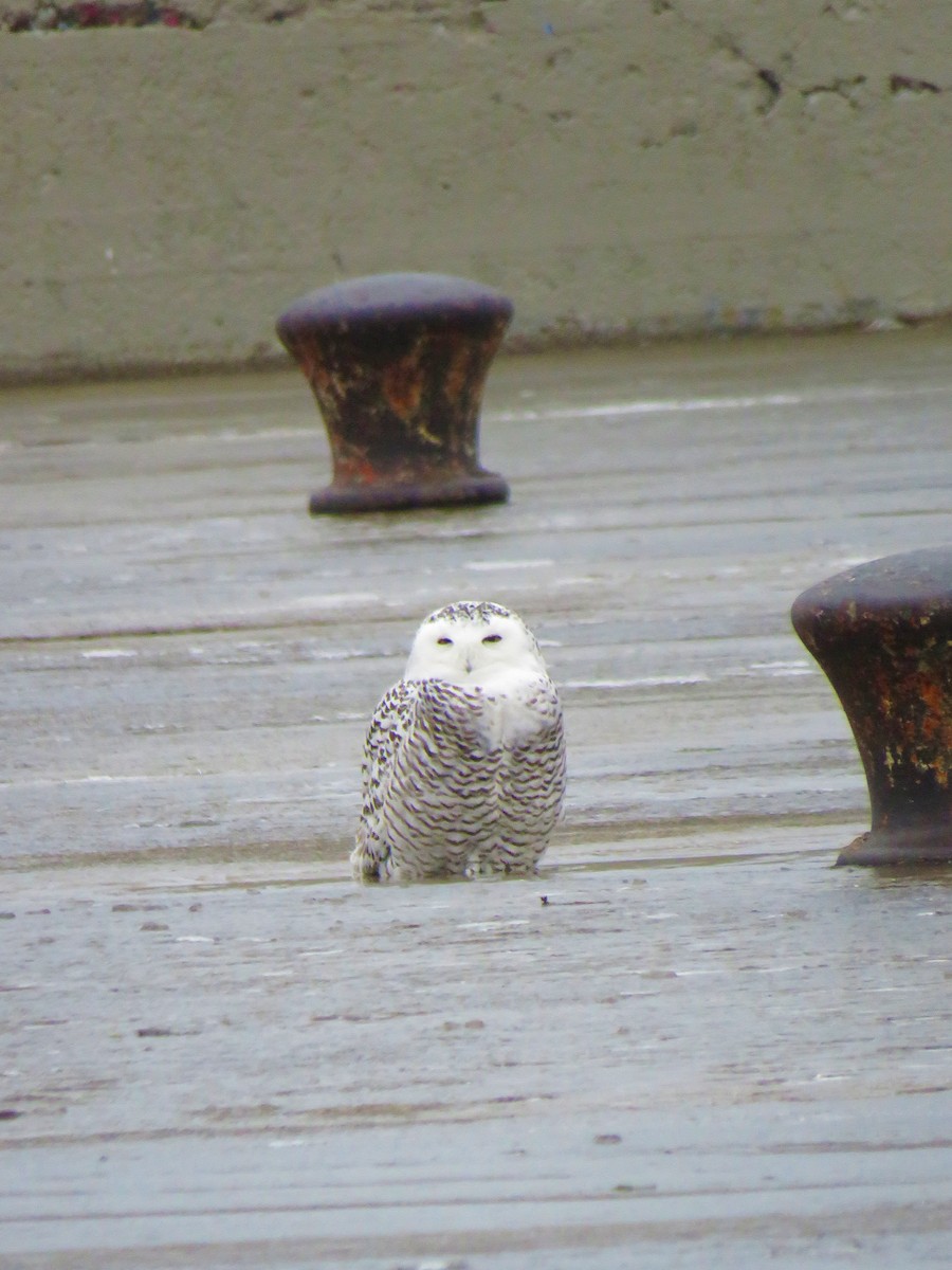 Snowy Owl - ML199225081